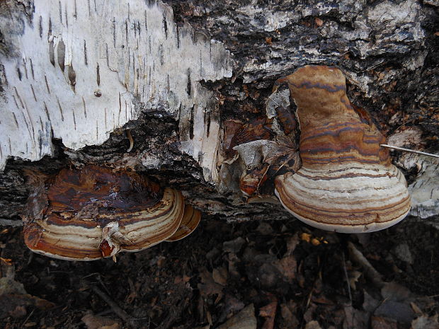 práchnovec kopytovitý Fomes fomentarius (L.) J.J. Kickx