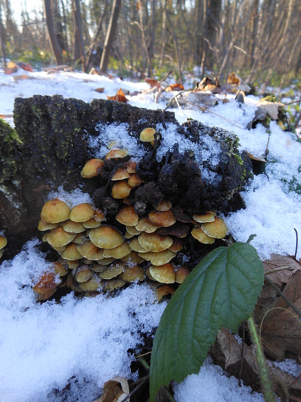 strapcovka zväzkovitá Hypholoma fasciculare (Huds.) P. Kumm.