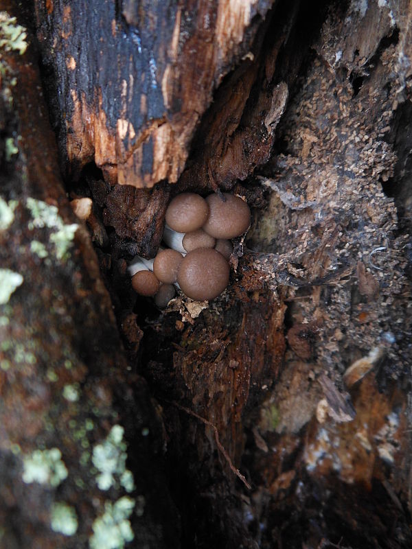 hliva ustricovitá Pleurotus ostreatus (Jacq.) P. Kumm.