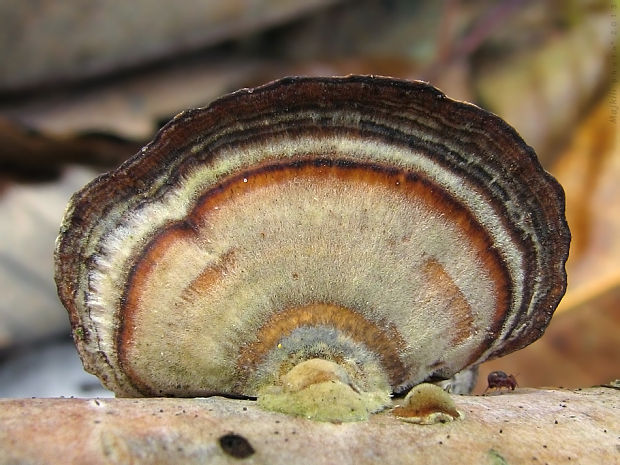 trúdnikovec pestrý Trametes versicolor (L.) Lloyd