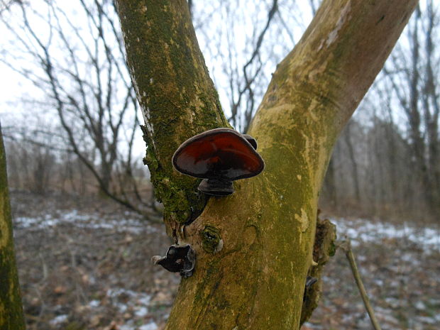 uchovec bazový Auricularia auricula-judae (Bull.) Quél.