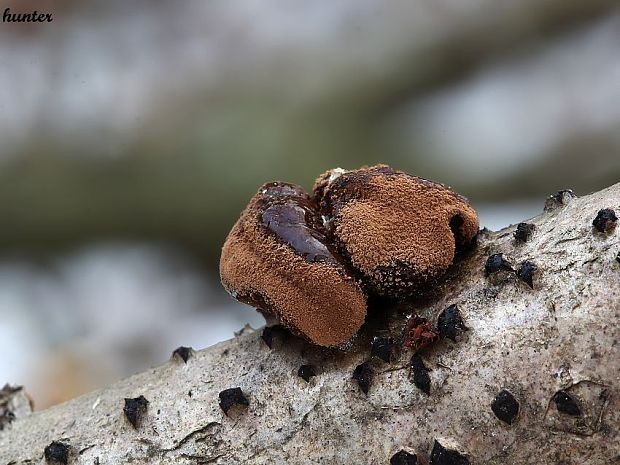 dutinovka otrubnatá Encoelia furfuracea (Roth) P. Karst.