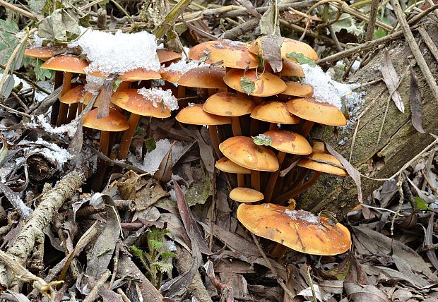 plamienka  Flammulina