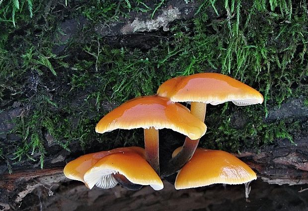 plamienka Flammulina sp.