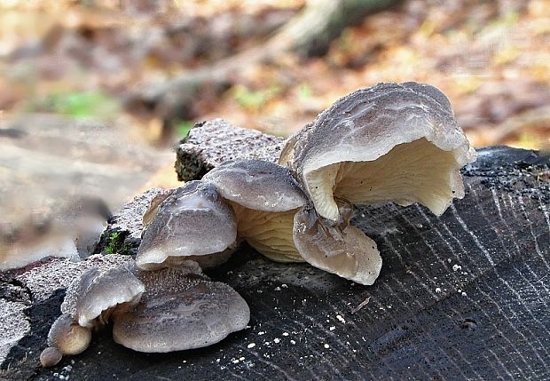 lastúrka Hohenbuehelia sp.