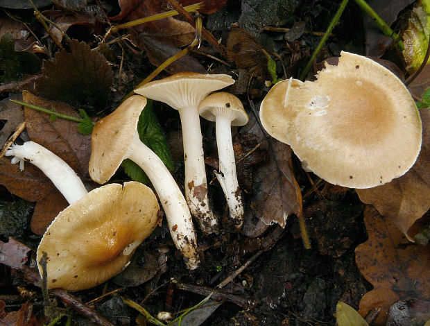 šťavnačka vláknitá  Hygrophorus cf. arbustivus