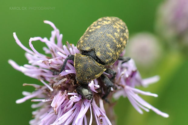 nosáčik Larinus turbinatus