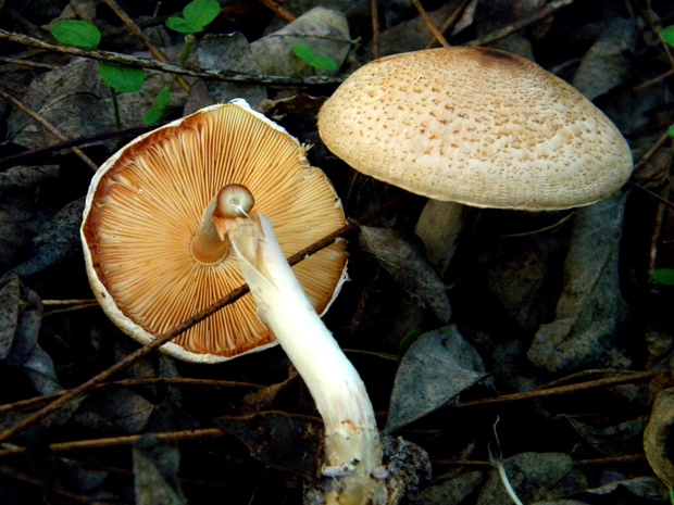 bedlička Lepiota sp.