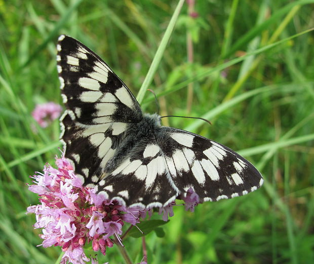 očkáň timotejkový Melanargia galathea