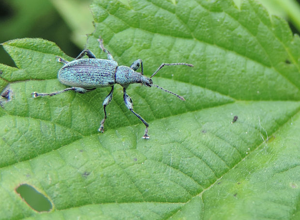 šupináčik žihľavový / listohlod žahavkový Phyllobius pomaceus Gyllenhal, 1834