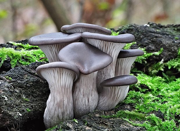 hliva ustricovitá Pleurotus ostreatus (Jacq.) P. Kumm.