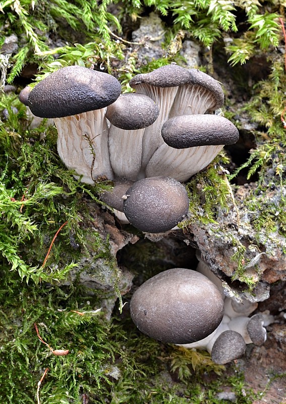 hliva ustricovitá Pleurotus ostreatus (Jacq.) P. Kumm.