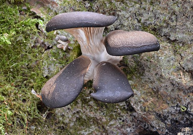 hliva ustricovitá Pleurotus ostreatus (Jacq.) P. Kumm.