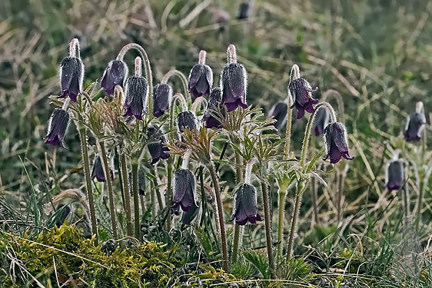 poniklec lúčny český Pulsatilla pratensis subsp. bohemica Skalický