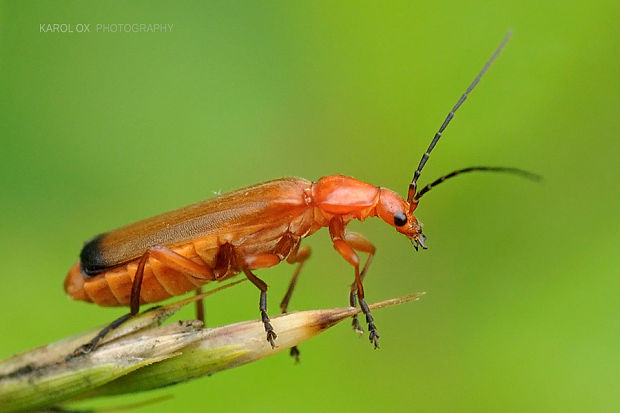 snehuľčík žltý Rhagonycha fulva