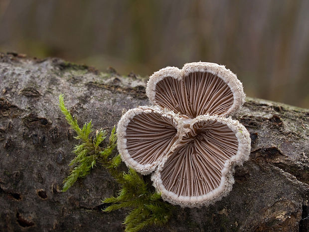 klanolupeňovka obyčajná Schizophyllum commune Fr.