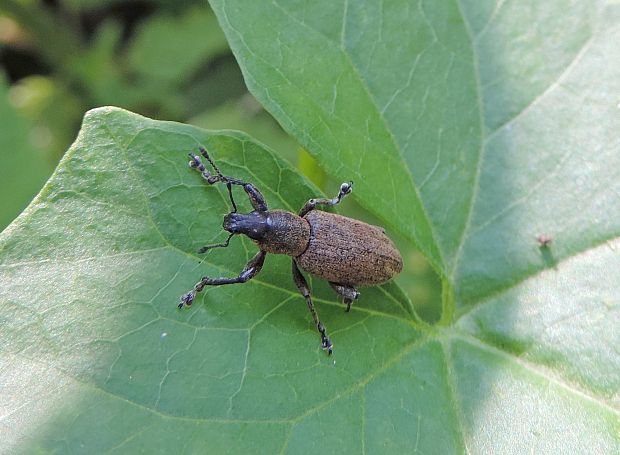 dlhánik burinový / dlouháč plevelový Tanymecus palliatus Fabricius, 1793