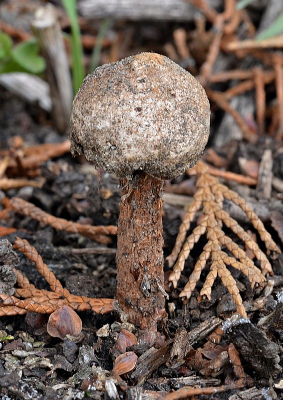 stopkovec vláknitý Tulostoma fimbriatum Fr.