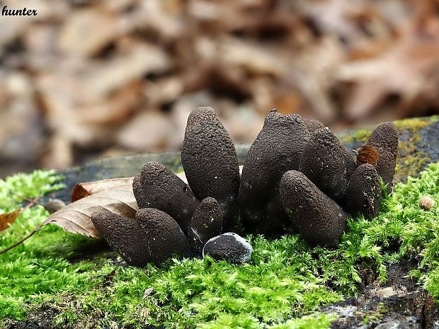 drevnatec kyjakovitý Xylaria polymorpha (Pers.) Grev.