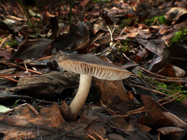 čírovka zemná Tricholoma terreum (Schaeff.) P. Kumm.