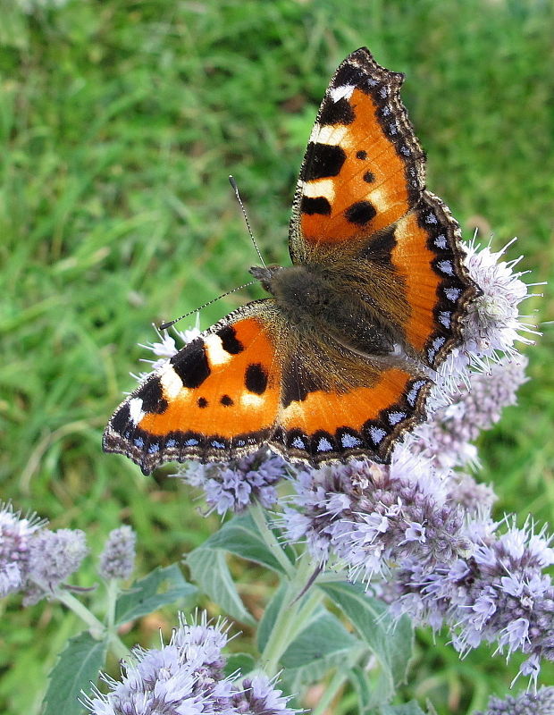 babôčka pŕhľavová Aglais urticae