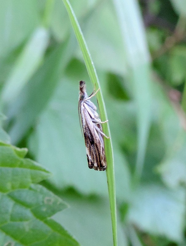 trávovec kôrový / - Catoptria verellus Zincken, 1817