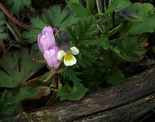 bociannik rozpukovitý Erodium cicutarium (L.) L