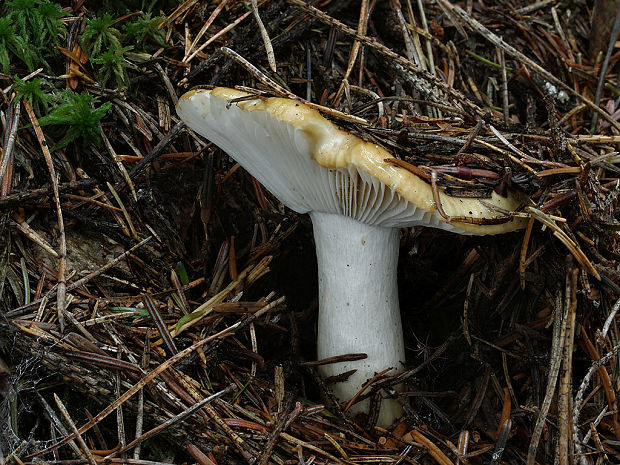 plávka hlinovožltá Russula ochroleuca Fr.