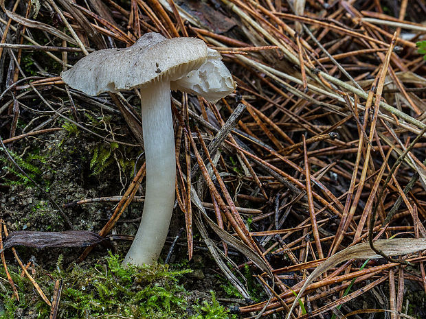 čírovka Tricholoma sp.