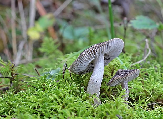 čírovka zemná Tricholoma terreum (Schaeff.) P. Kumm.