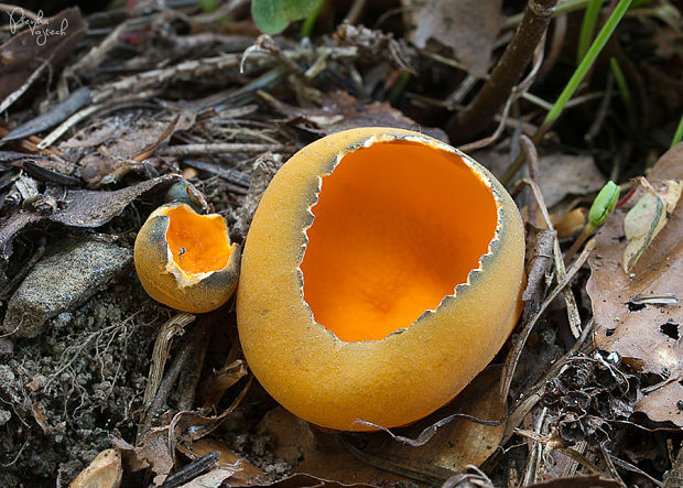 pohárovka ohnivá Caloscypha fulgens (Pers.) Boud.