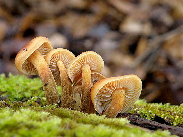 plamienka Flammulina sp.