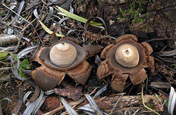 hviezdovka trojitá Geastrum triplex Jungh.