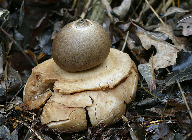 hviezdovka trojitá Geastrum triplex Jungh.