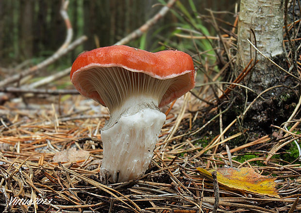 sliziak ružový Gomphidius roseus (Fr.) Oudem.