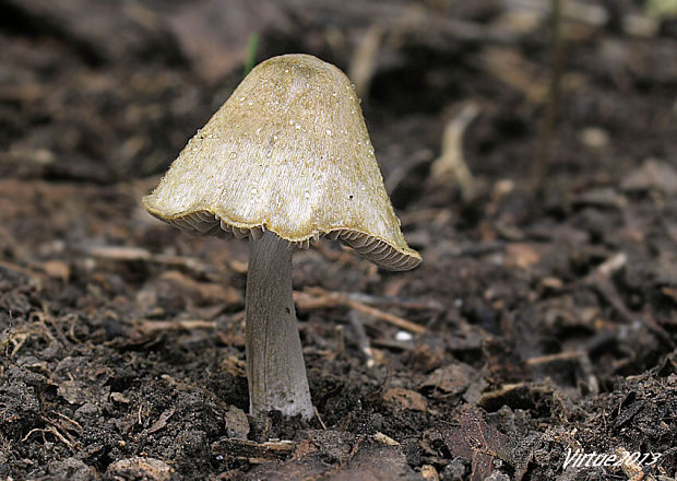 vláknica Inocybe sp.