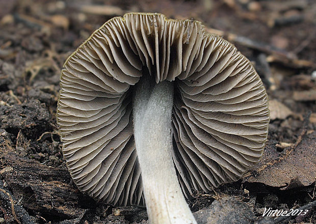 vláknica Inocybe sp.