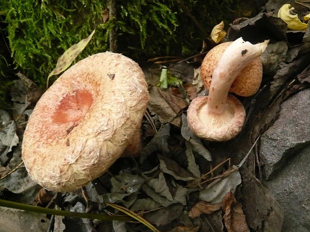 rýdzik kravský Lactarius torminosus (Schaeff.) Gray