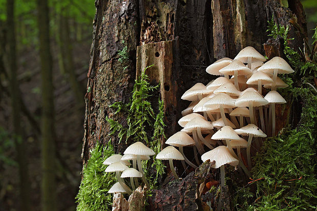 prilbička Mycena sp.