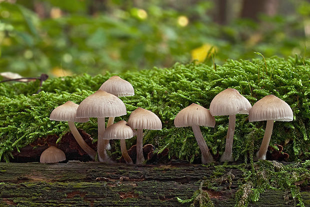 prilbička Mycena sp.