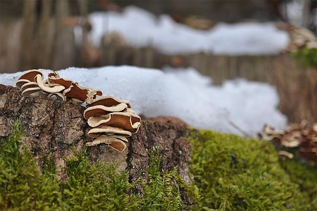 pňovka obyčajná Panellus stipticus (Bull.) P. Karst.