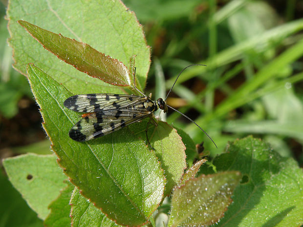 srpica obyčajná / srpice obecná Panorpa communis Linnaeus, 1758