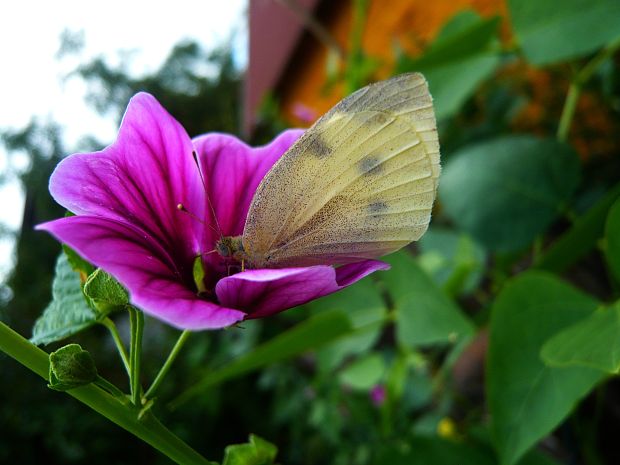 mlynárik kapustový Pieris brassicae