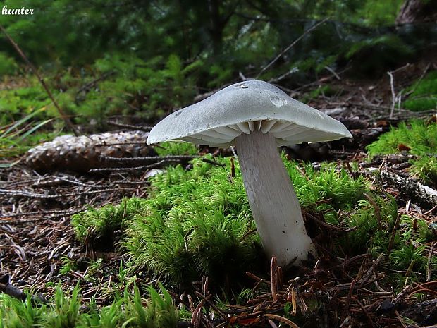 čírovka zemná Tricholoma terreum (Schaeff.) P. Kumm.