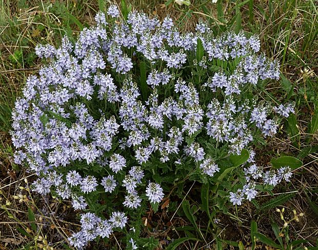 veronika rozprestretá Veronica prostrata L.