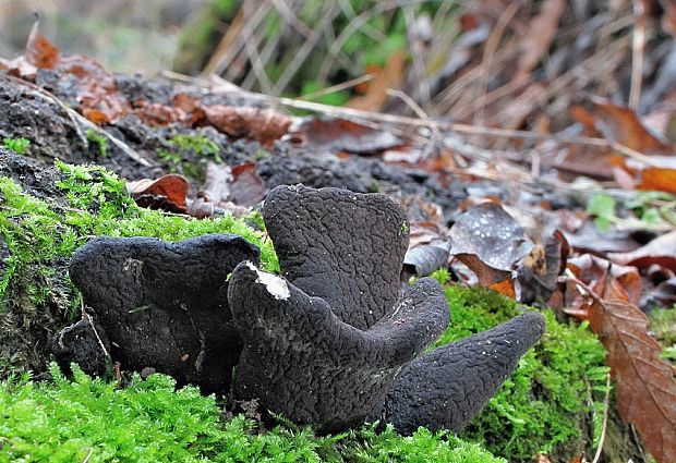 drevnatec kyjakovitý Xylaria polymorpha (Pers.) Grev.