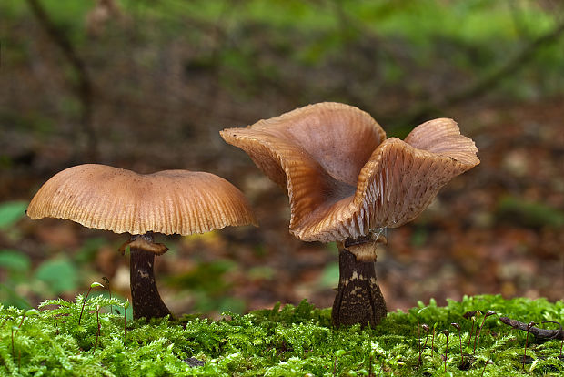 podpňovka Armillaria sp.