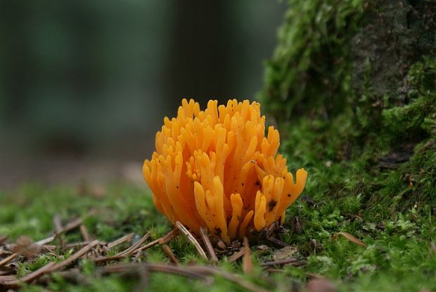 parôžkovec lepkavý Calocera viscosa (Pers.) Fr.