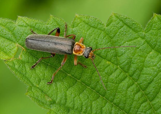 . Cantharis nigricans