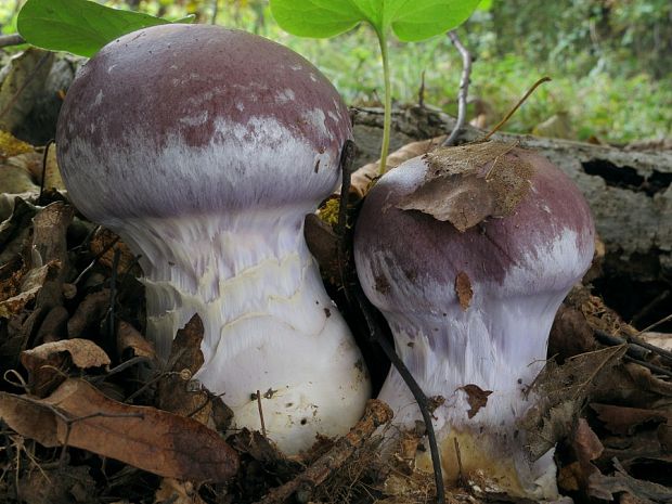 pavučinovec mohutný Cortinarius praestans (Cordier) Gillet